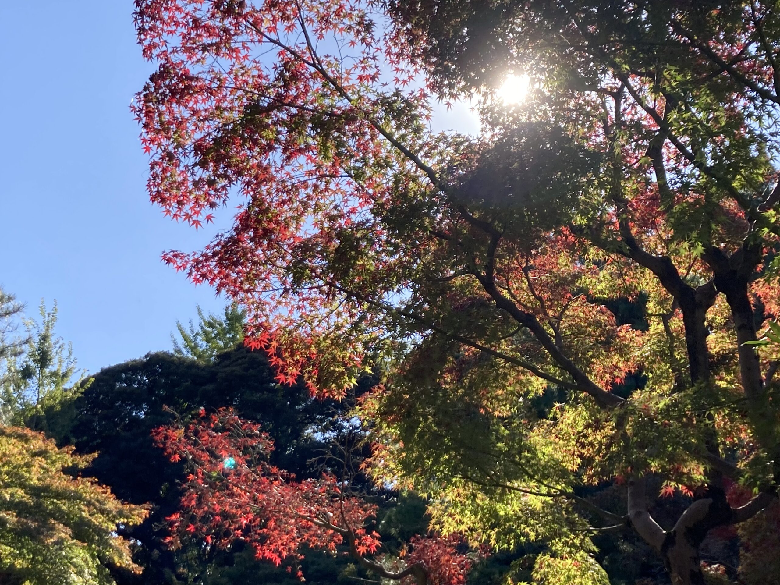 甘泉園公園　紅葉